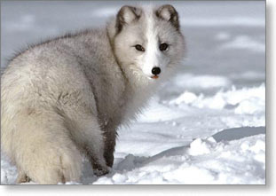 polarna-lisica_1