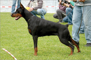 Doberman Foto Radivojac 02