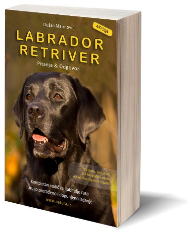 Labrador Retriver 3D Cover