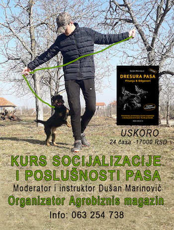 Kurs socijalizacije i poslušnosti pasa u Beogradu, 063254738