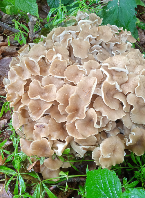 gljiva jelenovo uvo polyporus umbelatus 01