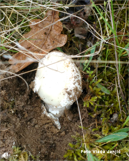 gljive bela pupavka 01