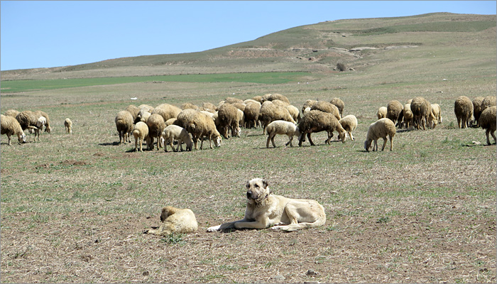 kangal 01 Pas sa stadom u Anadoliji april 2018 copy