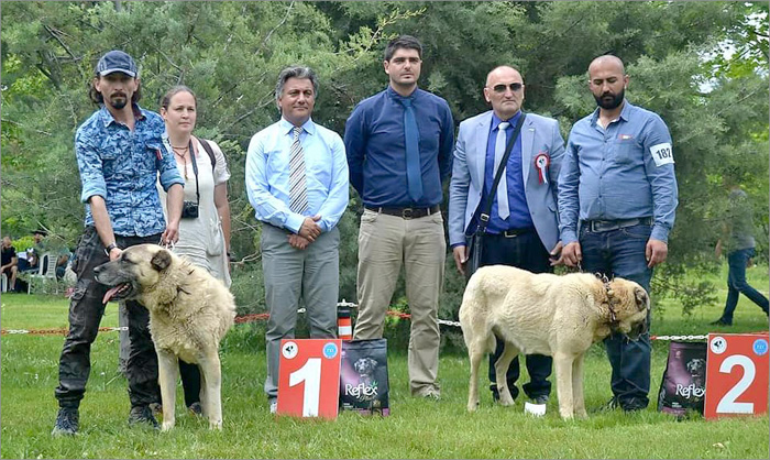 kangal 02 Izlozba autohtonih turskih rasamaj 2017