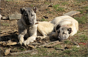 kangal 04 Kangali bezbrizniodani i spokojni cuvari copy