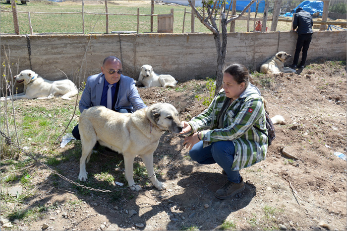 kangal 14 Sivas Turska april 2018