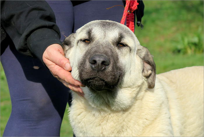 kangal 17 Kangal lepe i dobre glave