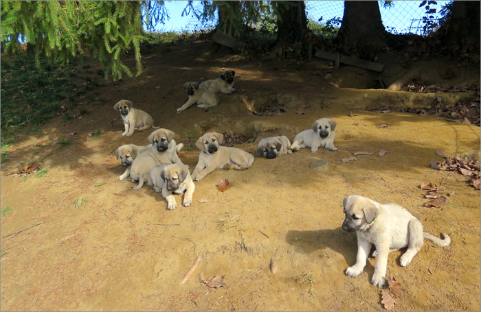 kangal 20 stenad kangala