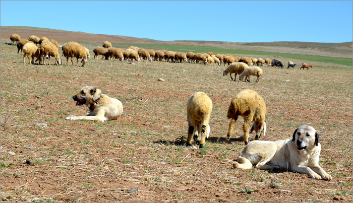 kangal 21 Spokojni cuvar stada u Anadoliji