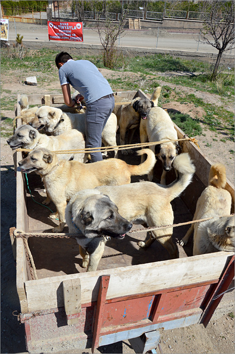 kangal 24 Puna prikolica pasa