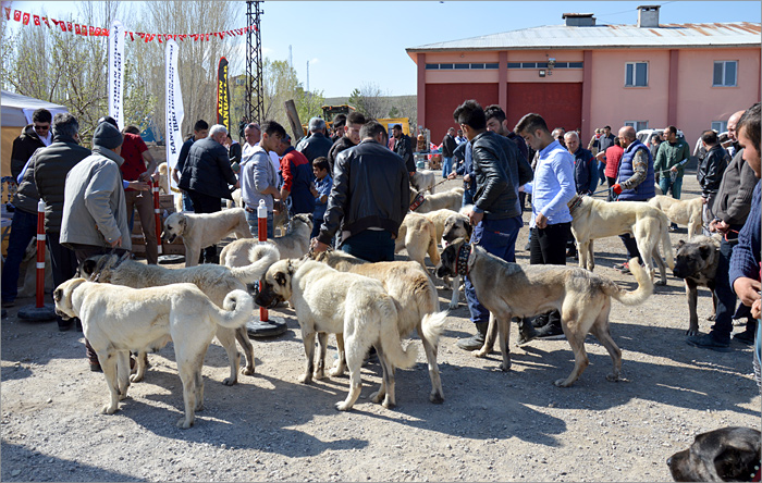 kangal 18 Popis registracija pasa