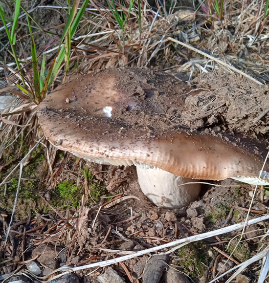 lasica russula mustelina 02