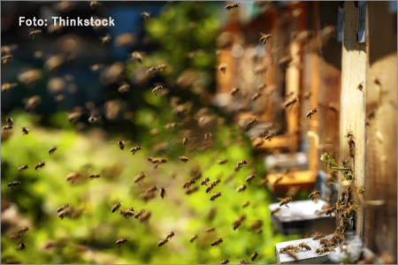 pcele Foto Thinkstock