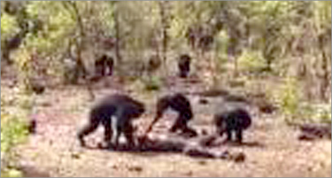 simpanze ubistvo