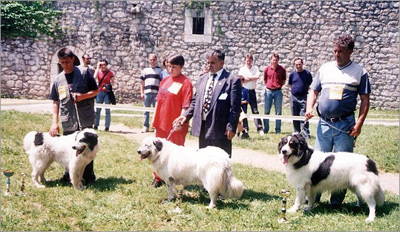 Tornjak CAC Banja Luka 2001 01