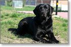 a49_labrador-retriver