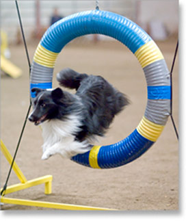 agility01