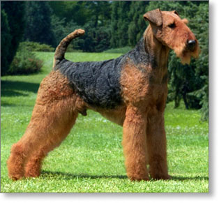 airedale terrier owner frank m stevens