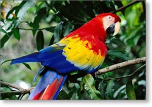 ara-papagaj