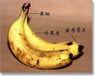 banane-i-mrlje01