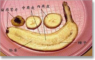 banane-i-mrlje02