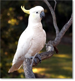 cockatoo1