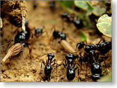 crni sumski mravi