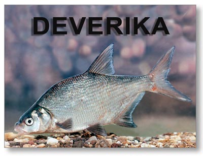 deverika