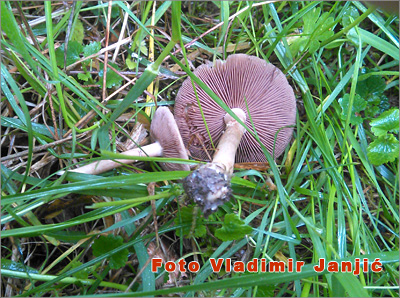 Gljiva Rana livadarka - Agrocybe Praecox