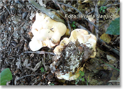 Gljiva-Prosenak, Žuta ježevica (Hydnum Repandum)