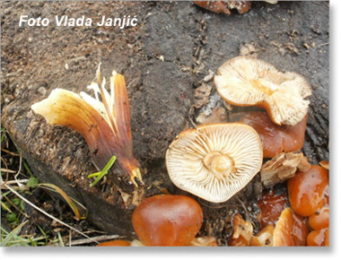 gljive-barsunasta-panjevcica02