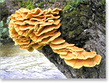 gljive-sumsko-pile1.jpg