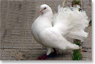 golub-engleski-lepezan