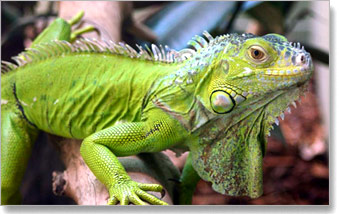 iguana01