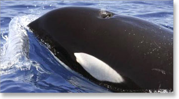 kit-orka