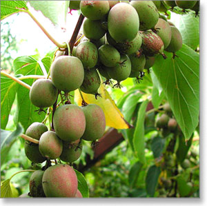 kivi-actinidia-arguta