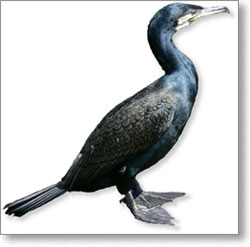 kormoran3