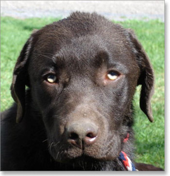 labrador-pijan