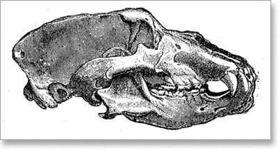 lobanja-pecinskog-medveda-ursus_speleus