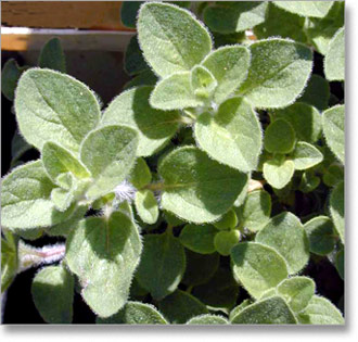 origanum-vulgare