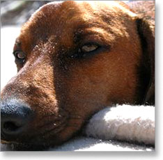 parvovirus01
