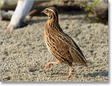 Prepelica (Coturnix coturnix)