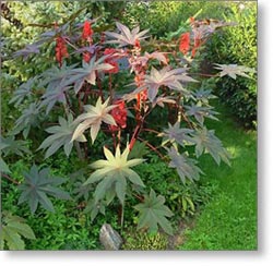 ricinus-communis