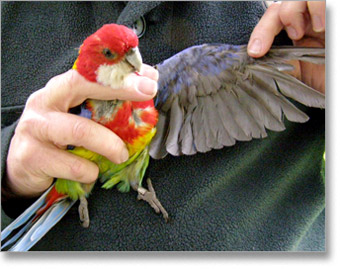 Glava, vrat i gornji deo grudi rozela papagaja obojen je intenzivno crvenom bojom