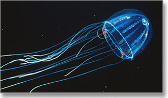 siphonophores-meduza