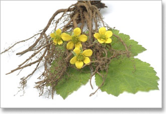 srcenjak-potentilla-tormentila