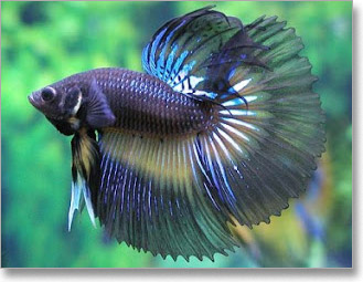 tropska-betta-splendens