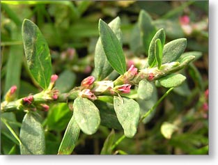 troskot_polygonum-aviculare