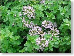 vranilova-trava_origanum-vulgare-1