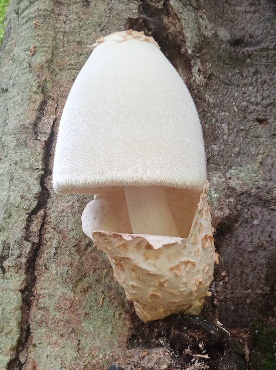 volvariella bombycina 1